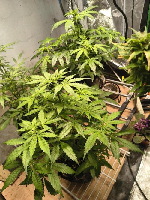 Northern Lights Auto. Week 6