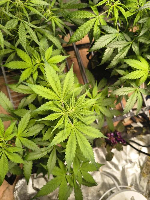 Northern Lights Auto. Week 6