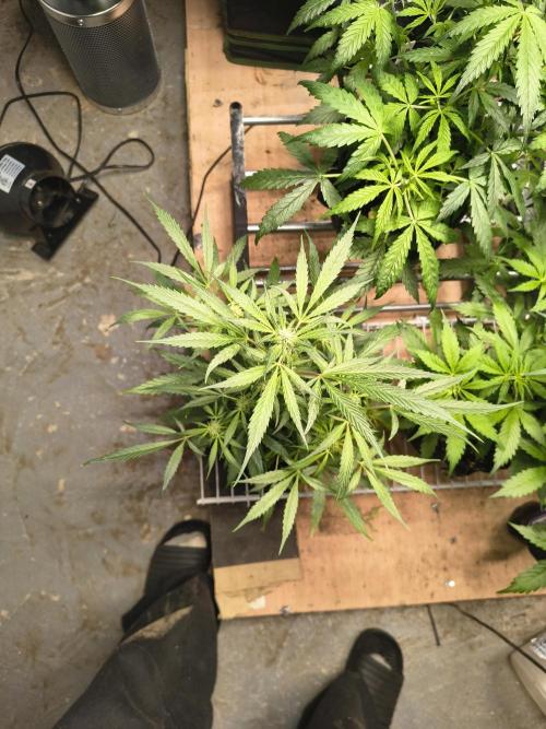 Gmo auto. Week 6