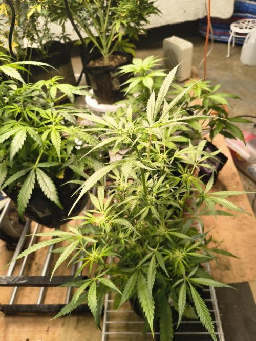 Gmo auto. Week 6