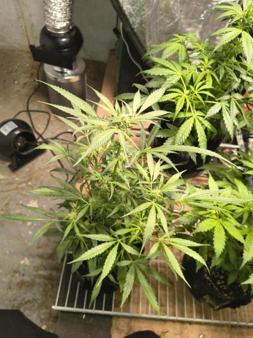 Gmo auto. Week 6