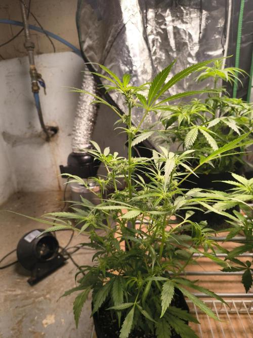Gmo auto. Week 6
