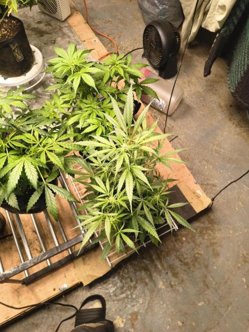 GMO Auto. Week 6