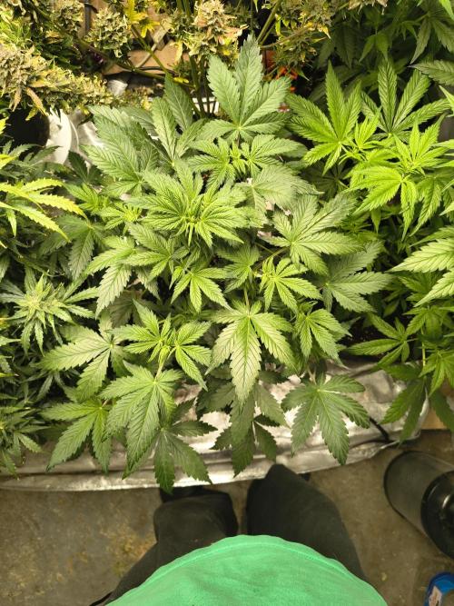 Whiskey Zulu auto. Week 6