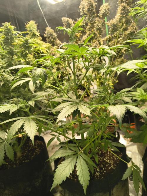 Whiskey Zulu auto. Week 6