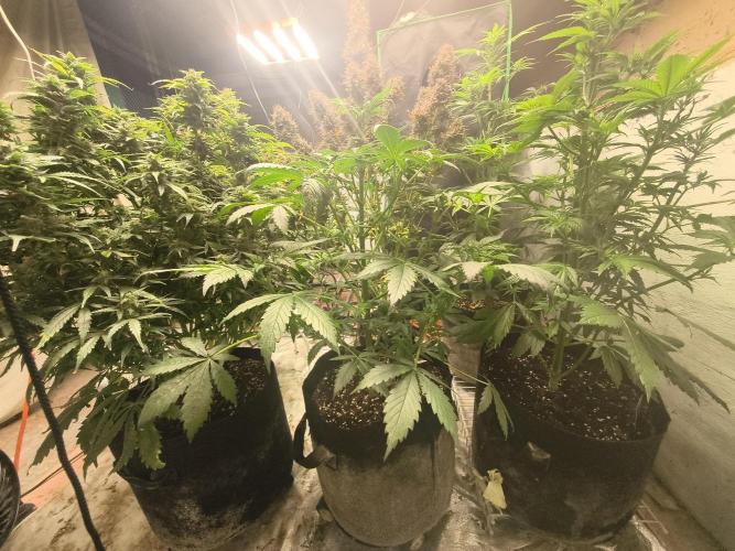 Whiskey Zulu auto. Week 6