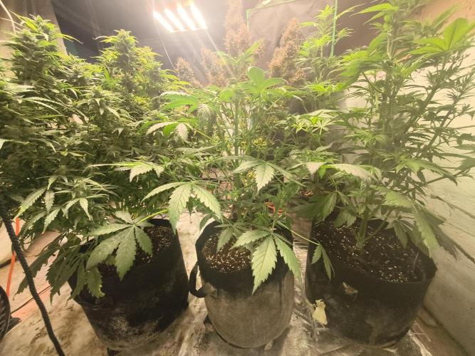 Whiskey Zulu auto. Week 6