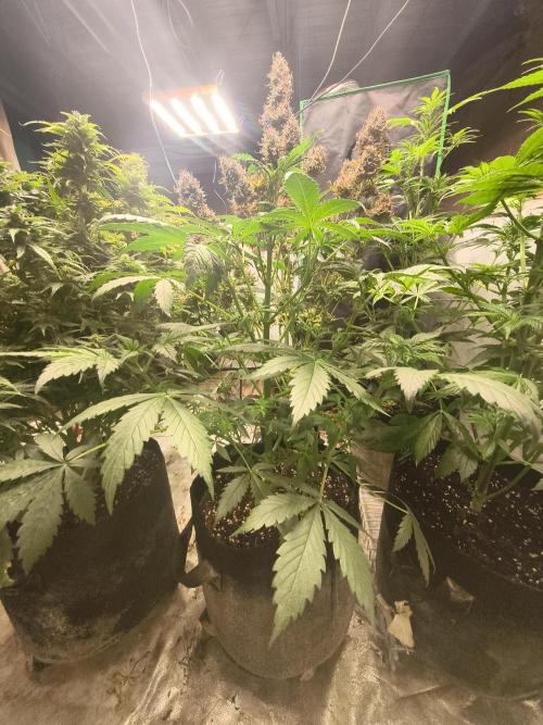 Whiskey Zulu auto. Week 6
