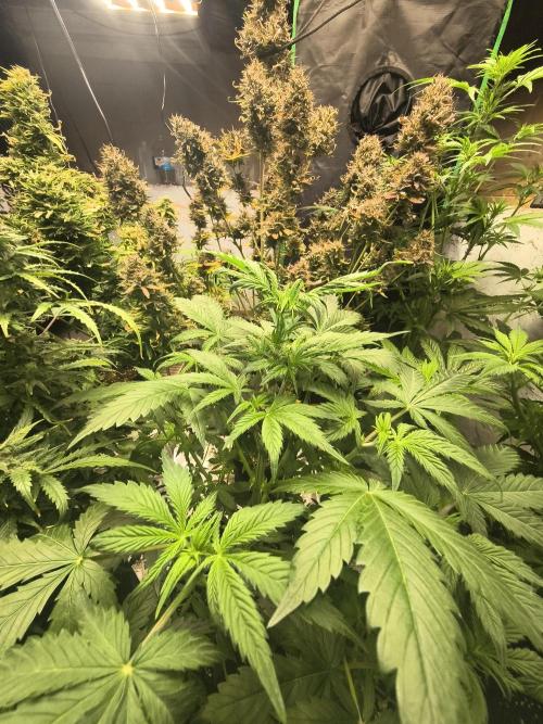 Whiskey Zulu auto. Week 6
