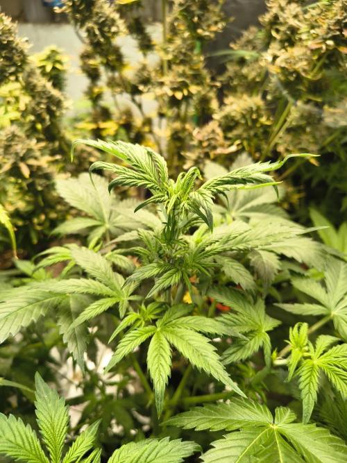 Whiskey Zulu auto. Week 6