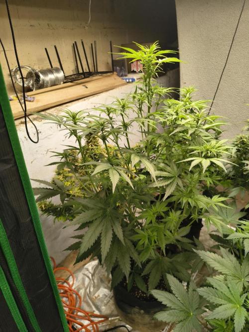 Sticky broccoli. Week 8
