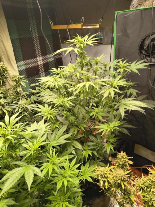 Sticky broccoli. Week 8