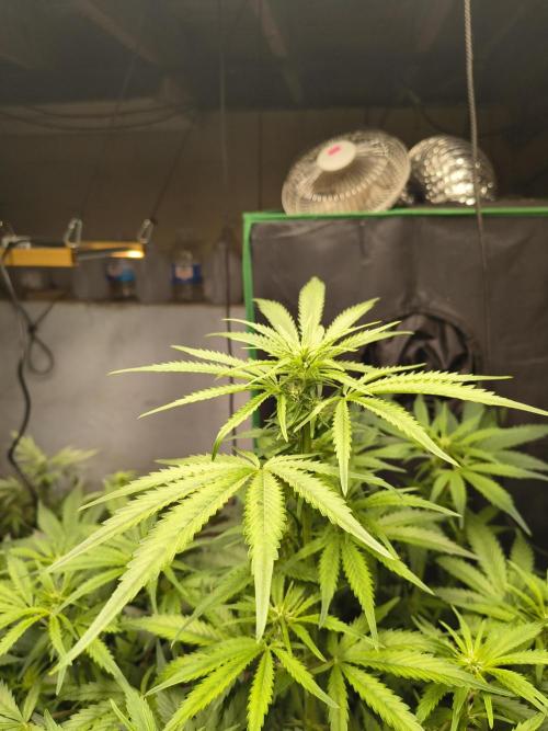 Sticky broccoli. Week 8