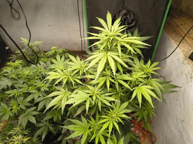 Sticky broccoli. Week 8