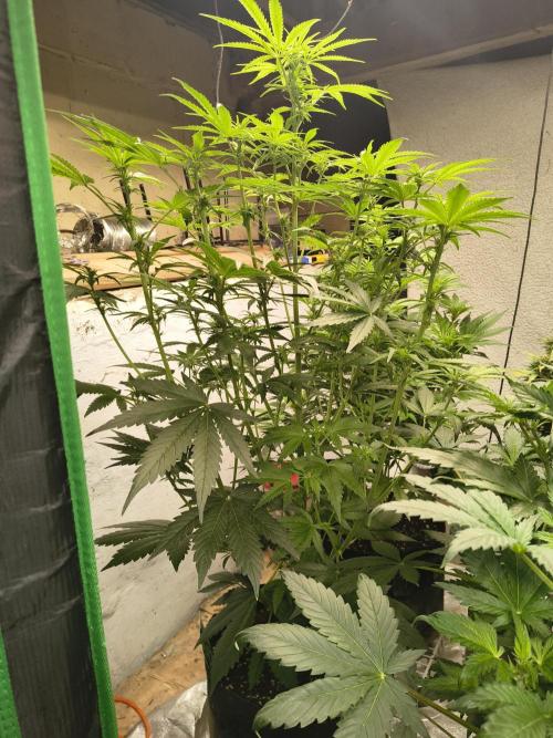 Sticky broccoli. Week 8