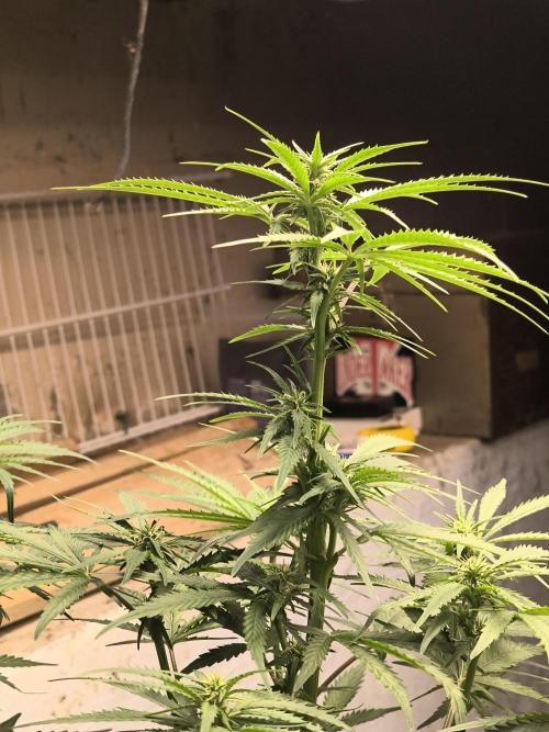 Sticky broccoli. Week 9