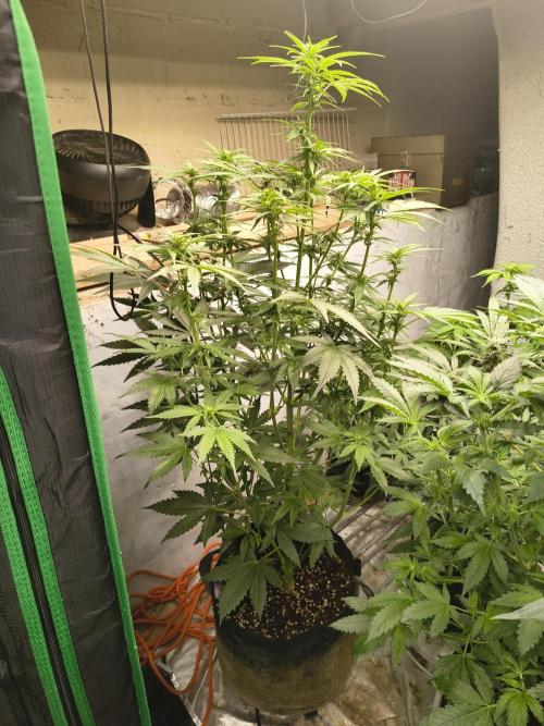 Sticky broccoli. Week 9