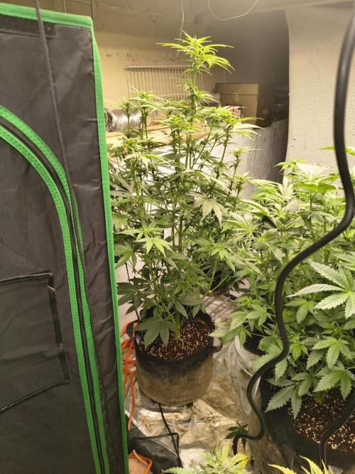 Sticky broccoli. Week 9