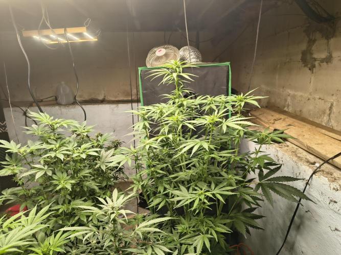 Sticky broccoli. Week 9