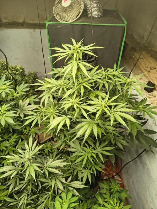 Sticky broccoli. Week 9