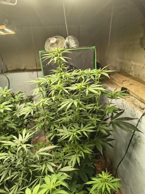 Sticky broccoli. Week 9