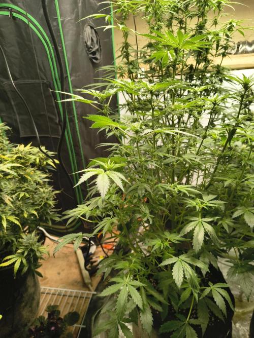 Whiskey Zulu auto. Week 8