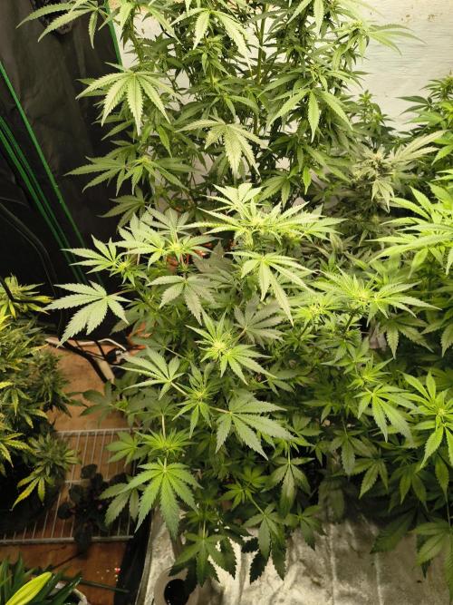 Whiskey Zulu auto. Week 8