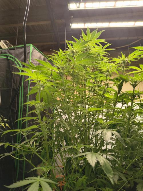 Whiskey Zulu auto. Week 8