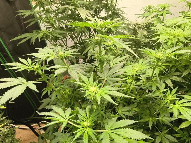 Whiskey Zulu auto. Week 8