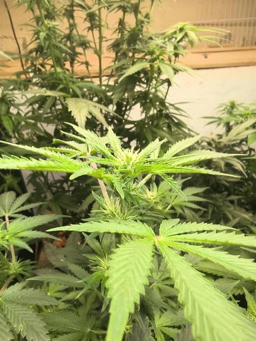 Whiskey Zulu auto. Week 8