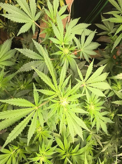 Whiskey Zulu auto. Week 8
