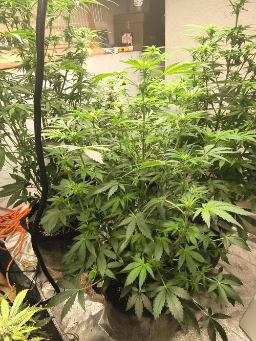 Whiskey Zulu auto. Week 8