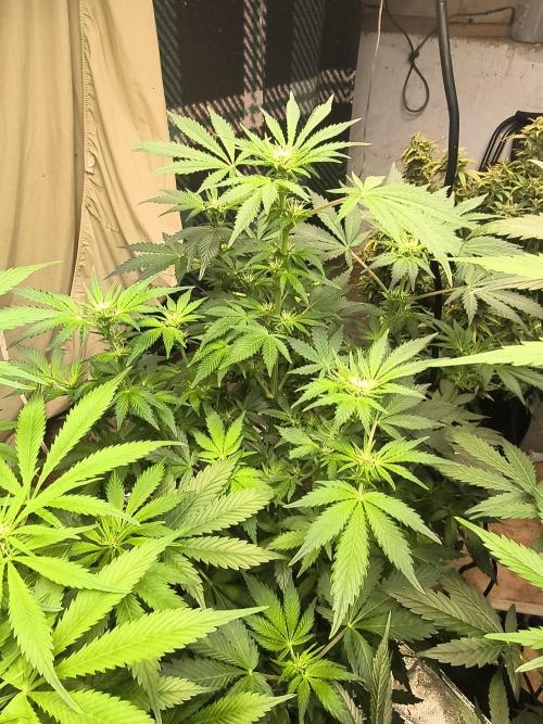 Whiskey Zulu auto. Week 8