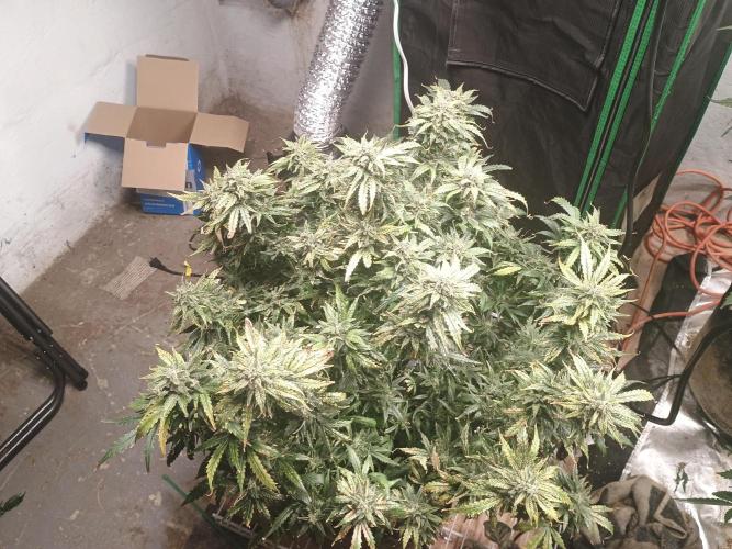 Gelonade auto. Week 13