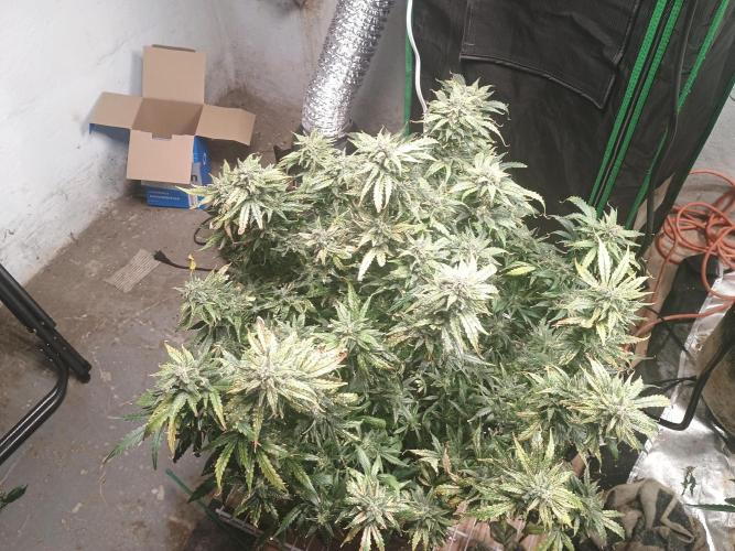Gelonade auto. Week 13