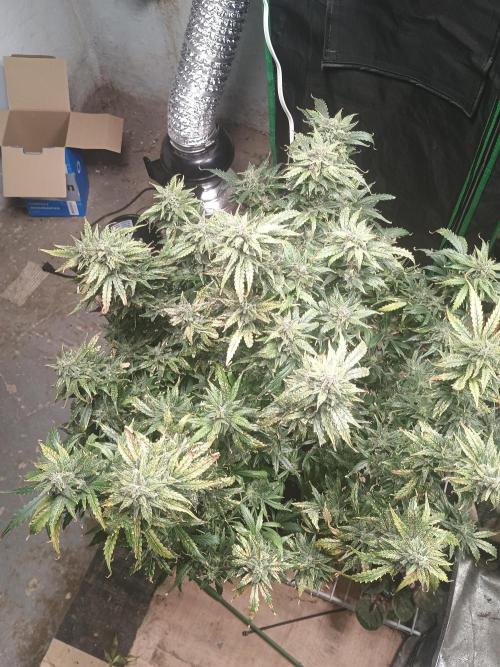 Gelonade auto. Week 13