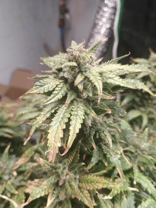 Gelonade auto. Week 13