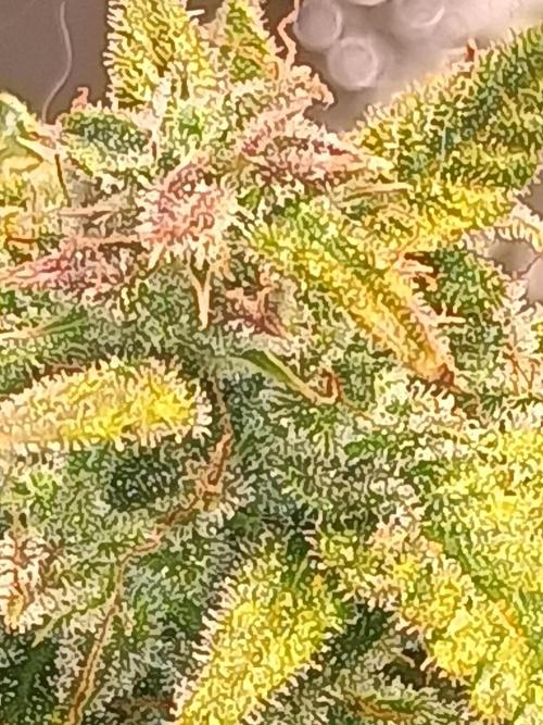 Gelonade auto. Week 13