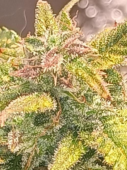 Gelonade auto. Week 13