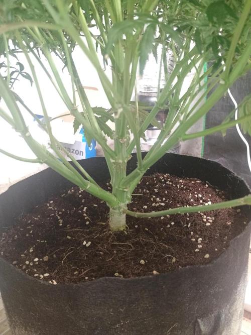 Gelonade auto. Week 13