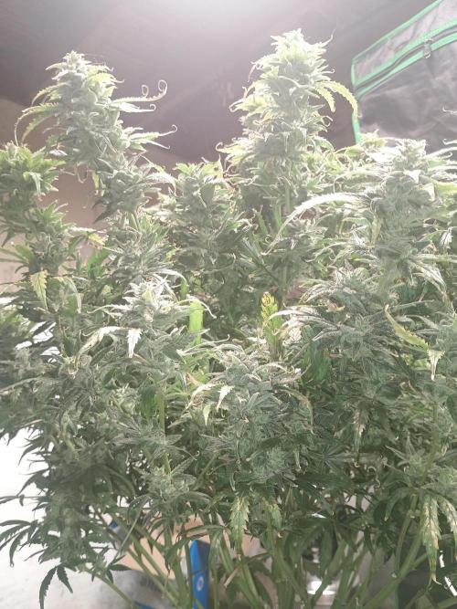 Gelonade auto. Week 13