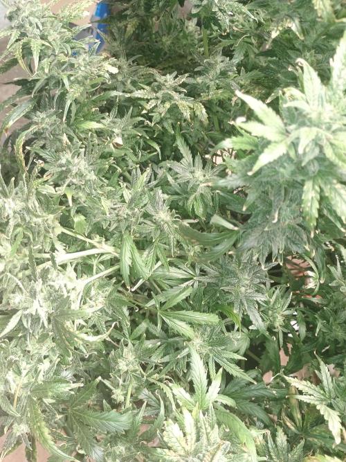 Gelonade auto. Week 13