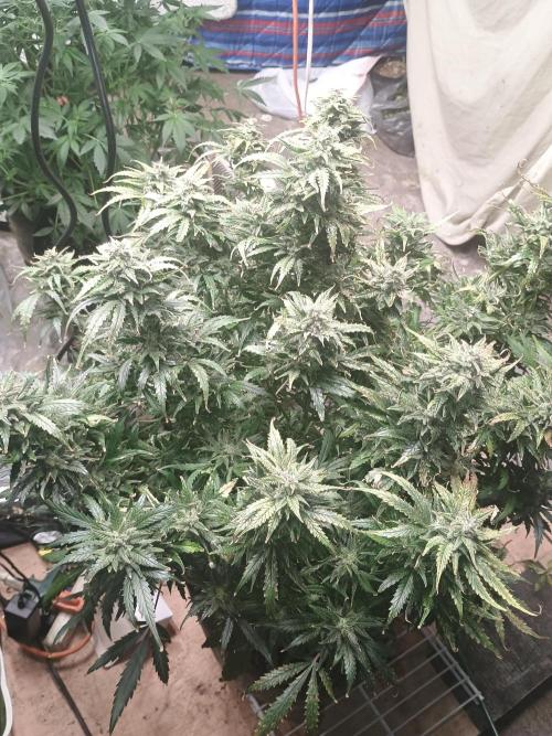 Gelonade auto. Week 13