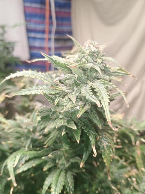 Gelonade auto. Week 13