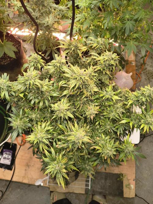 Gelonade auto. Week 14