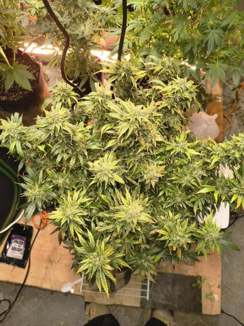 Gelonade auto. Week 14