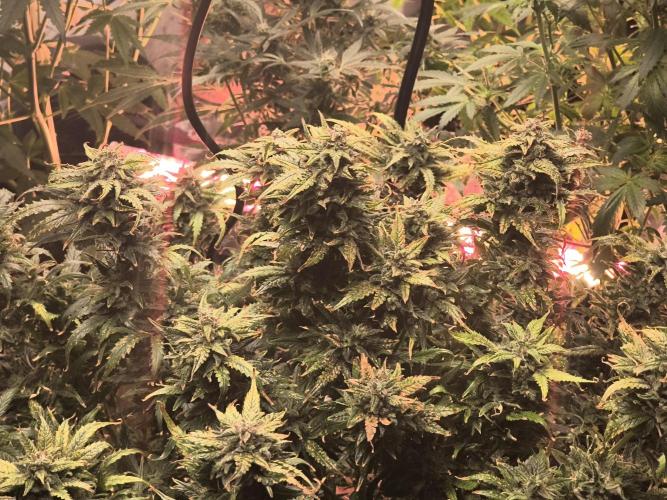 Gelonade auto. Week 14