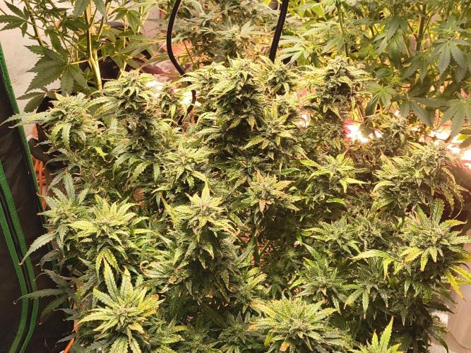 Gelonade auto. Week 14