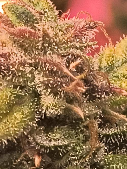 Gelonade auto. Week 14