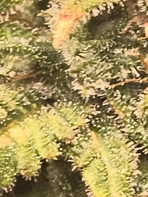 Gelonade auto. Week 14
